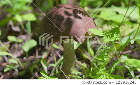 A Stunning Brown Mushroom Thriving in Its Natural Habitat, Surrounded by Delicate Flora A Stunning Brown Mushroom Thriving in Its Natural Habitat, Surrounded by Delicate Flora 128910245