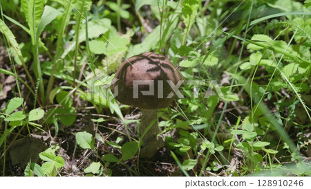 A beautiful mushroom thriving in vibrant green grass, showcasing natures rich biodiversity 128910246