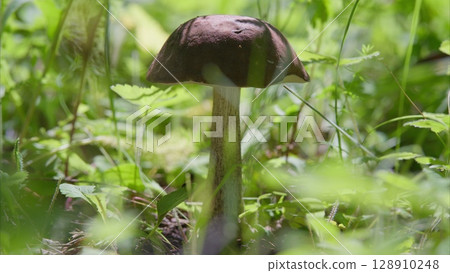 Mushroom Growing in Lush and Vibrant Greenery Found in Natures Rich Ecosystem and Landscape 128910248