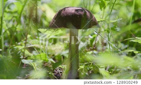 A Majestic Mushroom is Beautifully Surrounded by Lush Greenery and Vibrant Flora A Majestic Mushroom is Beautifully Surrounded by Lush Greenery and Vibrant Flora 128910249