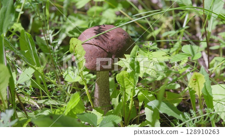 A Beautiful Mushroom is Growing Amidst the Lush Greenery of Its Natural Habitat, Radiating Wonder A Beautiful Mushroom is Growing Amidst the Lush Greenery of Its Natural Habitat, Radiating Wonder 128910263