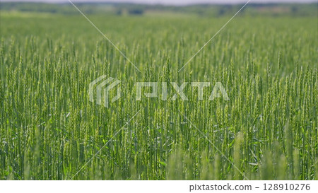 A Beautiful Lush Green Wheat Field Under Bright Daylight with Vibrant Colors and Freshness A Beautiful Lush Green Wheat Field Under Bright Daylight with Vibrant Colors and Freshness 128910276