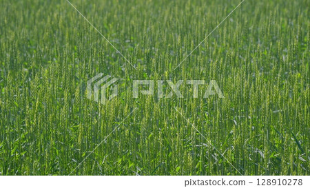 A Vast and Lush Green Wheat Field Absolutely Flourishing Under Bright and Radiant Sunlight A Vast and Lush Green Wheat Field Absolutely Flourishing Under Bright and Radiant Sunlight 128910278