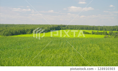 Lush, expansive green fields and forests stretching beautifully under a clear blue sky 128910303