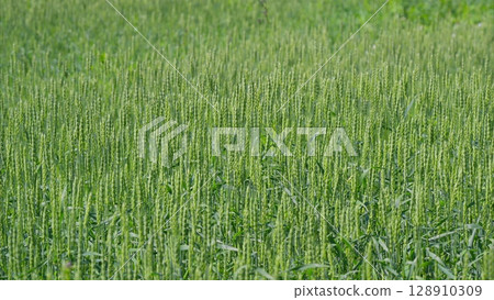 Vibrant and Lush Green Fields of Wheat Growing Under the Bright Hot Sunlight Beaming Down 128910309