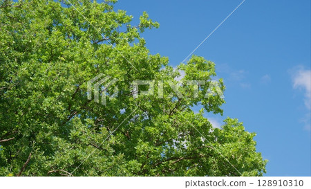 The Lush Green Foliage Vividly Stands Out Beautifully Against the Bright Blue Sky Above Us The Lush Green Foliage Vividly Stands Out Beautifully Against the Bright Blue Sky Above Us 128910310