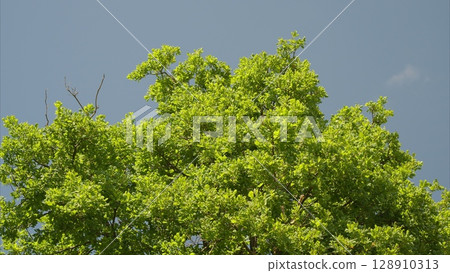 Vibrant and Lush Green Tree Foliage Set Against a Beautiful Clear Blue Sky Above 128910313
