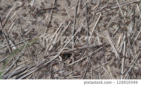 A Detailed CloseUp View of the Textured Ground Featuring Ants Twigs and an Active Ant Colony 128910349