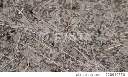 Camouflaged Ants Insect Expertly Blending with the Surrounding Dry Ground Debris for Survival Camouflaged Ants Insect Expertly Blending with the Surrounding Dry Ground Debris for Survival 128910350