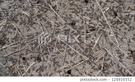 A detailed CloseUp of a Natural Surface showcasing its Organic Textures and unique Patterns with Ants A detailed CloseUp of a Natural Surface showcasing its Organic Textures and unique Patterns with Ants 128910352
