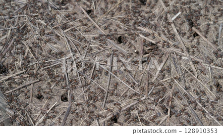 Ants are busy working in their nest a closeup view of their activities and interactions Ants are busy working in their nest a closeup view of their activities and interactions 128910353