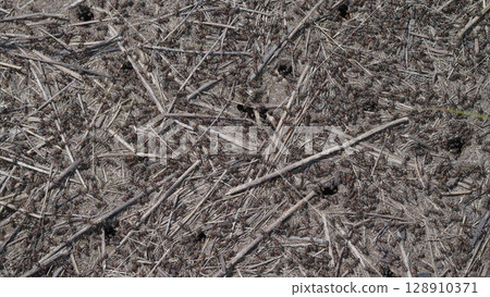 Natural Ground Composed of Ants Twigs Alongside Organic Material Found in Various Ecosystems Natural Ground Composed of Ants Twigs Alongside Organic Material Found in Various Ecosystems 128910371