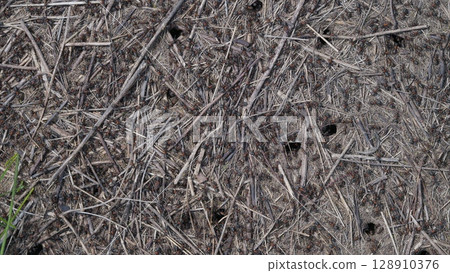 Ground Texture and Ants Capturing the Intricacies of Natural Debris and Elements in Detail 128910376