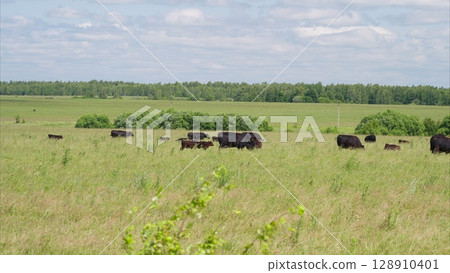A Serene Pasture with Grazing Cattle Spread Out Under Clear and Bright Blue Skies Above A Serene Pasture with Grazing Cattle Spread Out Under Clear and Bright Blue Skies Above 128910401