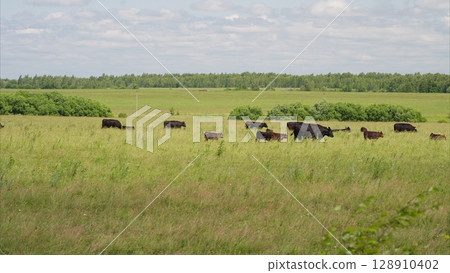 Cattle Grazing Peacefully in a Beautiful and Lush Green Pasture Filled with Natures Bounty 128910402