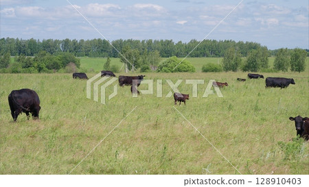 Cattle Grazing Peacefully in Lush and Fertile Pastureland Under a Bright Blue Sky Cattle Grazing Peacefully in Lush and Fertile Pastureland Under a Bright Blue Sky 128910403