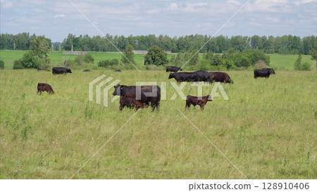 Cattle Grazing in Lush and Fertile Pastures Provides a Scenic View of Natures Beauty 128910406