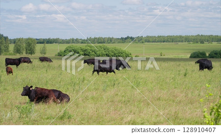 Cattle Grazing in Beautiful, Lush Green Pastures Under Clear, Blue Skies on a Sunny Day Cattle Grazing in Beautiful, Lush Green Pastures Under Clear, Blue Skies on a Sunny Day 128910407