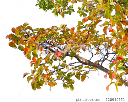 Cutouts of autumn leaves and branches (transparent background) 128910551