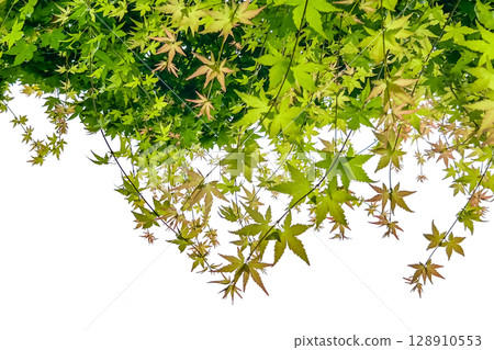 Cutouts of autumn leaves and branches (transparent background) 128910553