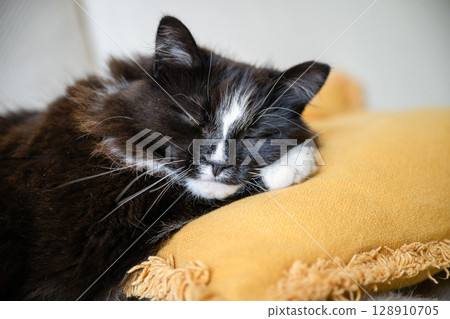 Close-up of black and white cat sleeping peacefully on soft yellow pillow 128910705
