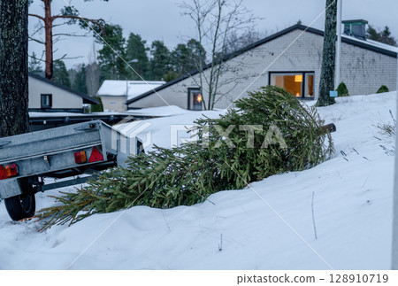 Discarded Christmas tree lying next to garbage bin after holiday season 128910719