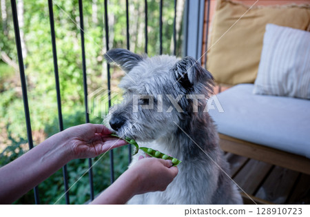 Human feeding dog with fresh green pea pod on balcony 128910723