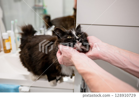 person gently scratching black and white cat chin in bathroom  128910729