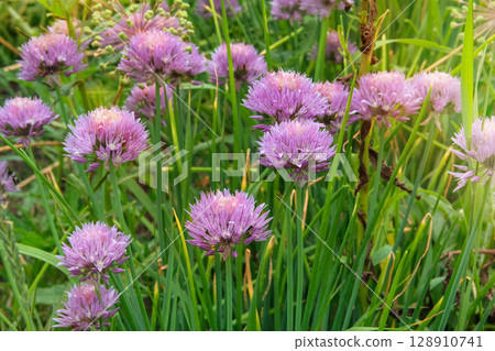 Chive flowers is growing in rural garden. Blossom season. Herb garden. Allium schoenoprasum in meadow. Cottage garden. 128910741