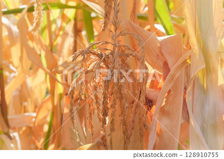 Corn is growing in rural garden. Organic gardening. Cottage garden. Countrysid in sunny day. 128910755