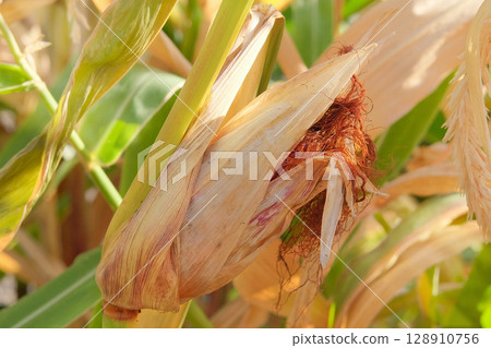 Corn is growing in rural garden. Organic gardening. Cottage garden. Farmland in sunny day. 128910756
