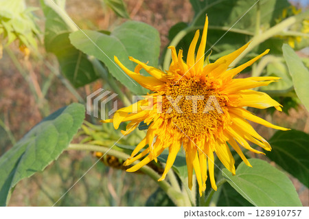 Sunflower is growing in rural garden. Cottage garden. Farming and harvesting. Sunny day. 128910757