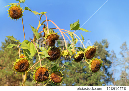 Sunflowers is growing in rural garden. Cottage garden. Farming background. Rural style. Sunlight. 128910758