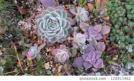Succulent plants 128911462