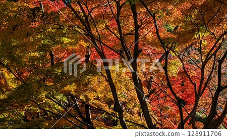 Autumn leaves 128911706