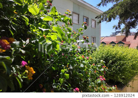 Vibrant Lantana Blossoms and Lush Greenery in Sunlight 128912024