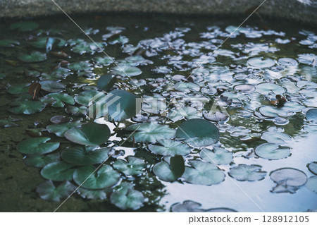 [Mizumadera] Floating plants 128912105