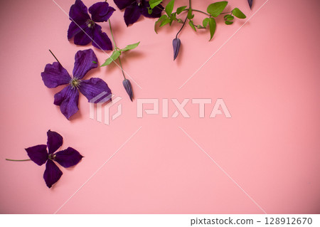 Curved branch of clematis with buds and leaves on pink background Curved branch of clematis with buds and leaves on pink background 128912670