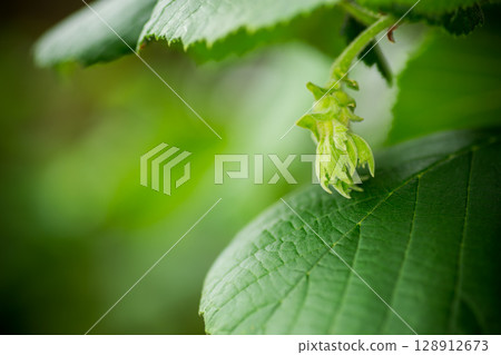 Fresh hazelnut growing on summer green branch 128912673