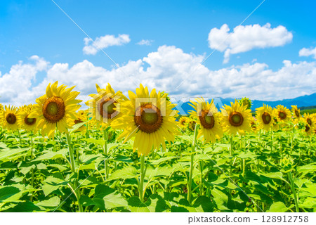 "A Summer Scene" Sunflowers and Cumulonimbus Clouds 128912758