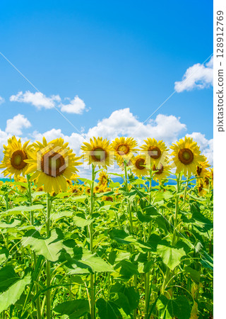 "A Summer Scene" Sunflowers and Cumulonimbus Clouds 128912769