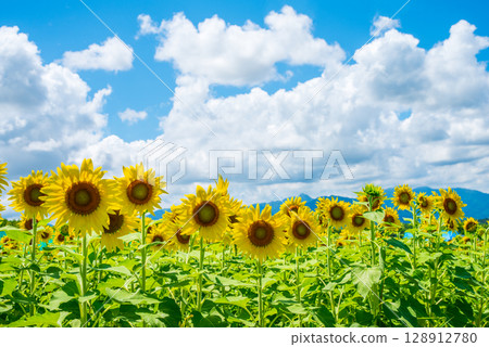 "A Summer Scene" Sunflowers and Cumulonimbus Clouds 128912780