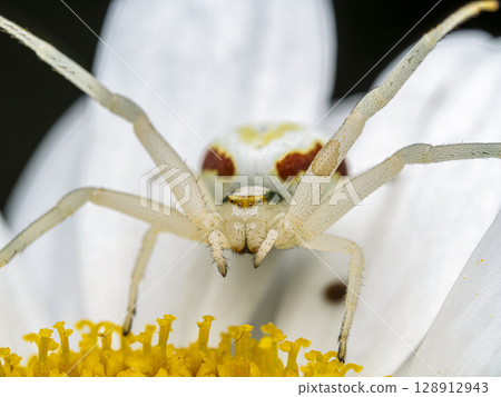 Close-Up of a Crab Spider on a Yellow Daisy Flower 128912943