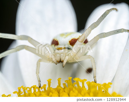 Close-Up of a Crab Spider on a Yellow Daisy Flower Close-Up of a Crab Spider on a Yellow Daisy Flower 128912944