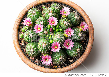 Home decor. Cactus with spines and small flowers in pot on a white background. Top view. Home decor. Cactus with spines and small flowers in pot on a white background. Top view. 128912947