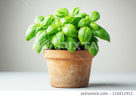 Small potted basil plant with lush green leaves on a white background. Herb in ceramic pot Small potted basil plant with lush green leaves on a white background. Herb in ceramic pot 128912952