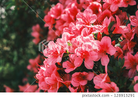 [長岡天滿宮]京都美麗的杜鵑花 128913291