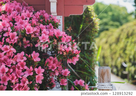 [長岡天滿宮]京都美麗的杜鵑花 128913292