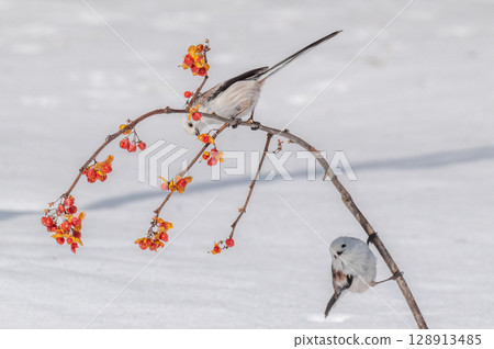 雪仙@島永 128913485