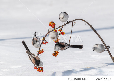 雪仙@島永 128913508